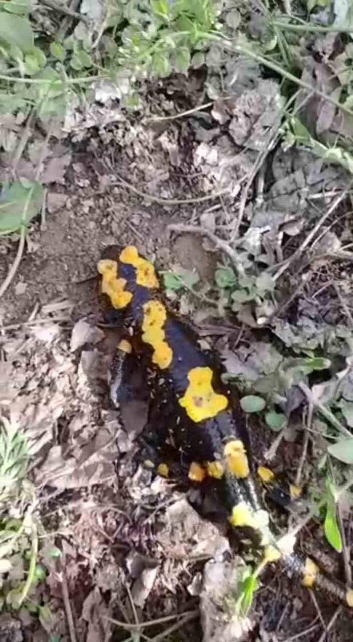 Bahçede toprağı kazarken "Anadolu Semender"ini görüntüledi