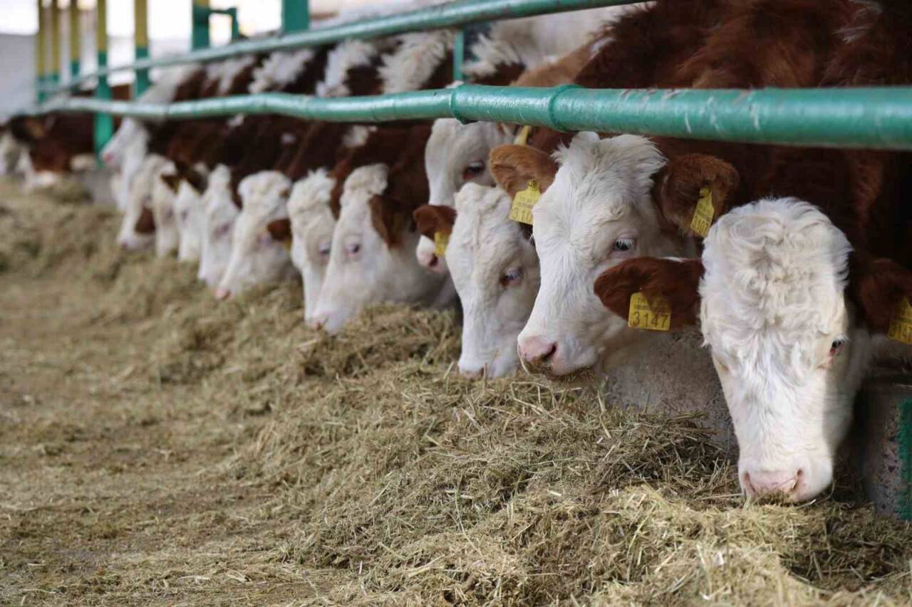 2022'de büyükbaş hayvan varlığında Konya zirvede