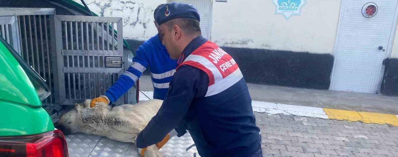 Yaralı köpeğe jandarmadan şefkat eli