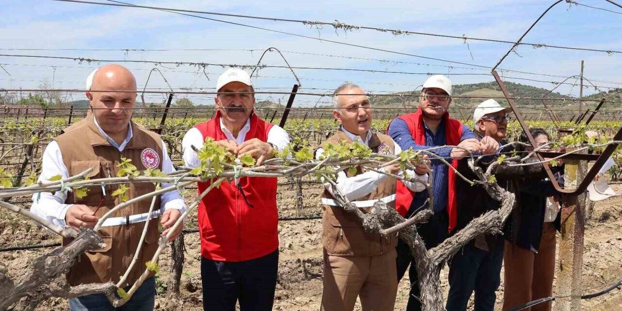 Türk üzümü dünya sofralarına kalıntısız ulaşıyor