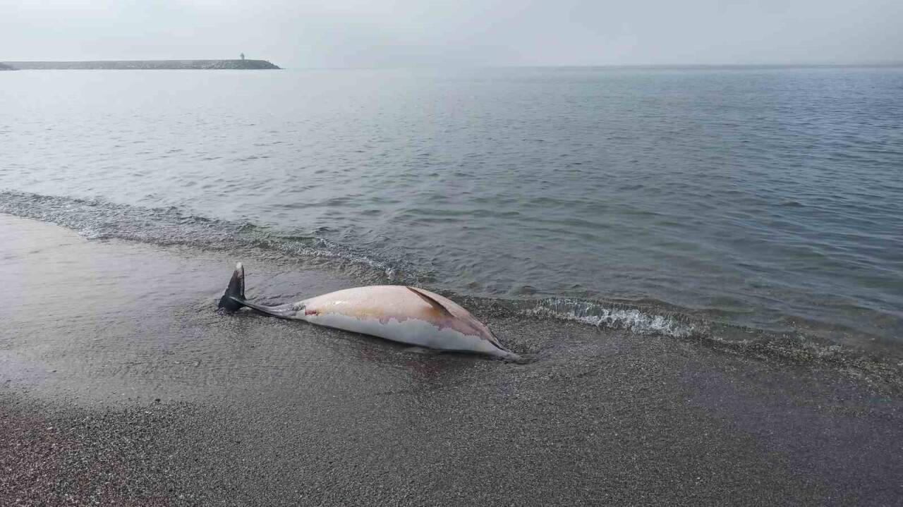 Sahile ölü yunus vurdu