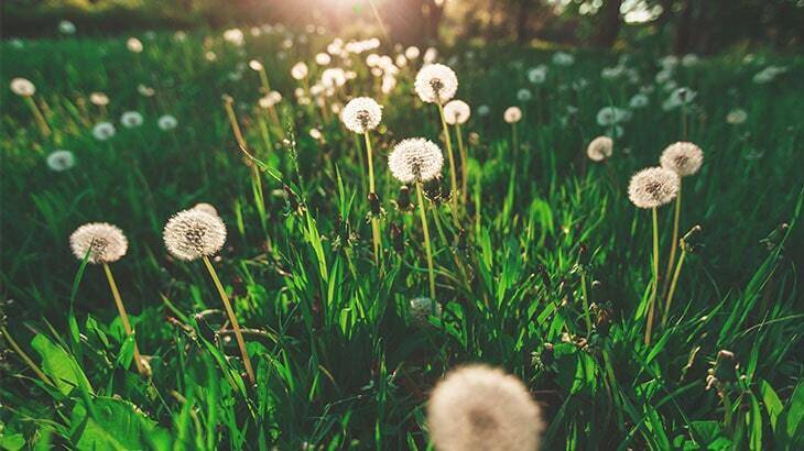 Uzmanından ’polen’ uyarısı: “Maruziyetin azaltılması çok çok önemli”