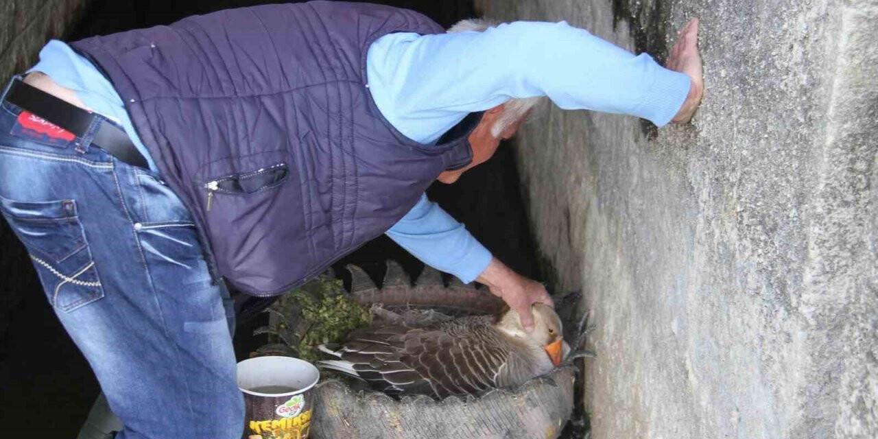 Kuluçkaya yatan Meke ve kazlar ilgi odağı oldu