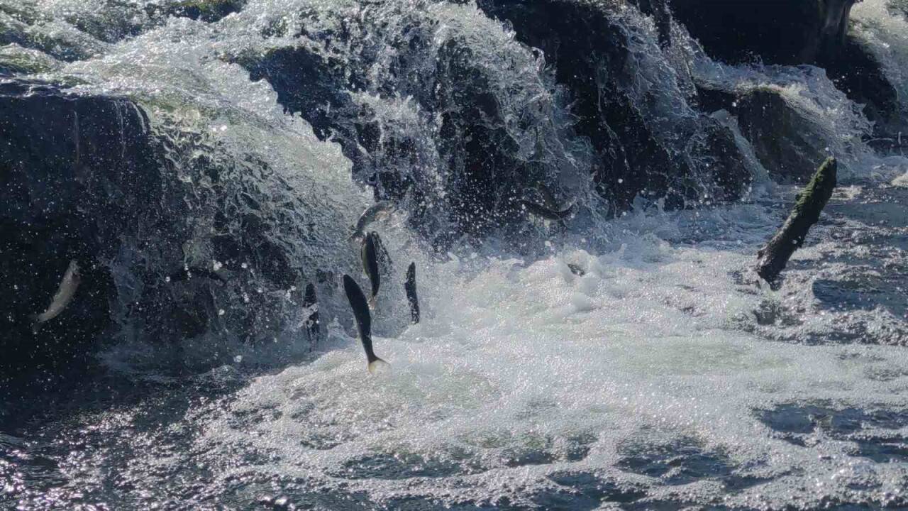 Muhteşem yolculuğu başladı