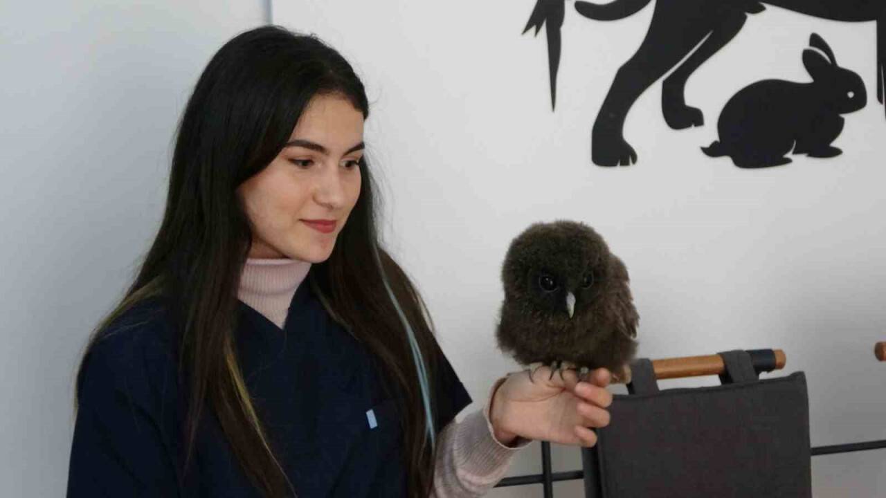 Yavru baykuşlara özel bakım