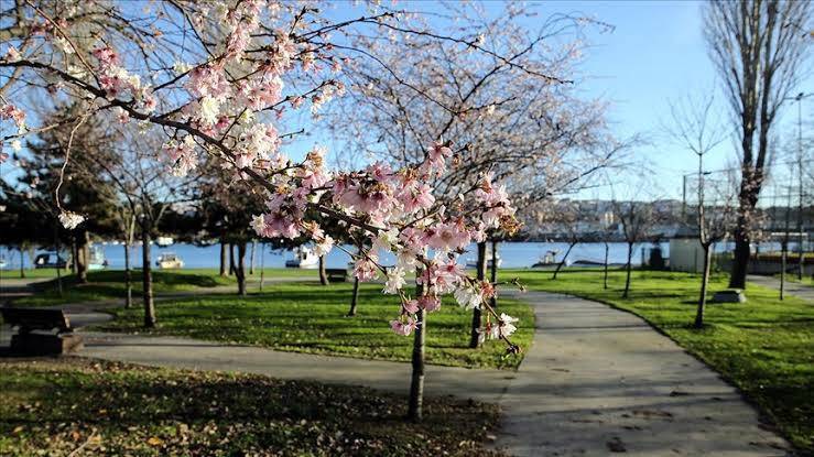 Bahar mevsiminde ürtikere dikkat