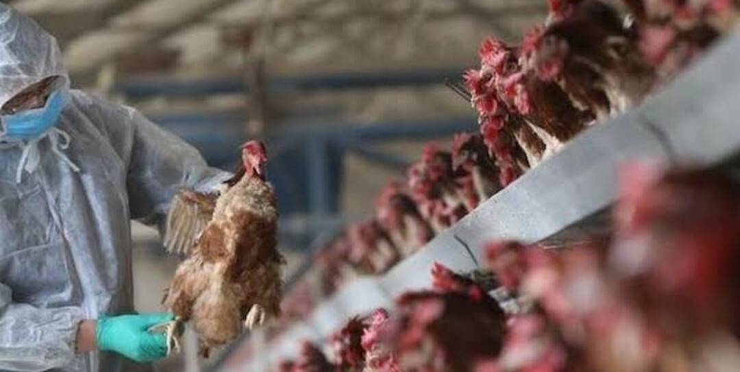 İngiltere’de çiftlikte çalışan iki kişide kuş gribi tespit edildi