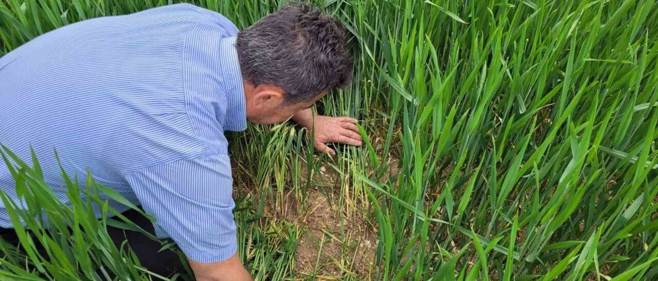 Süne kıymetlendirme sürveyi çalışmaları başladı
