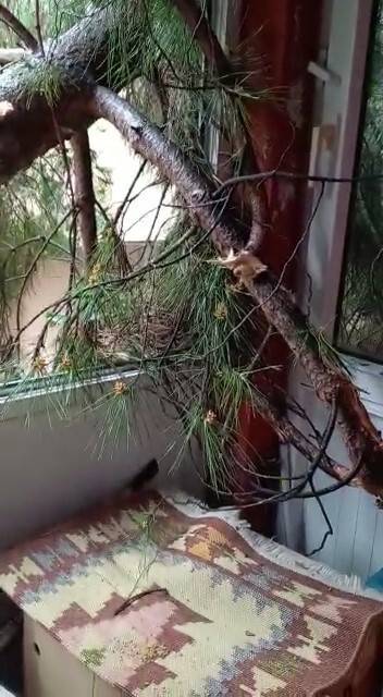 Devrilen ağaç evinin camlarını kırdı, facia ucuz atlatıldı