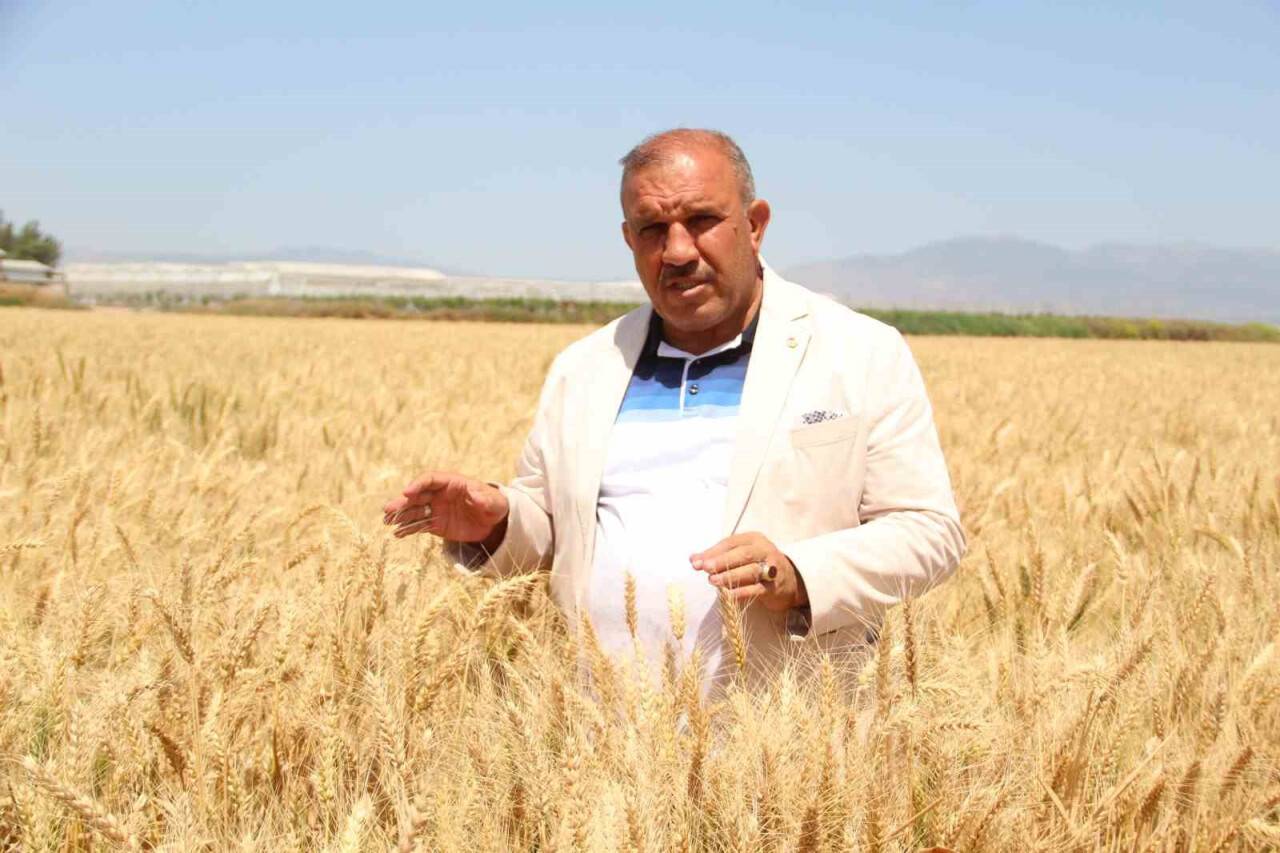 Buğdayın önemi anlaşıldı