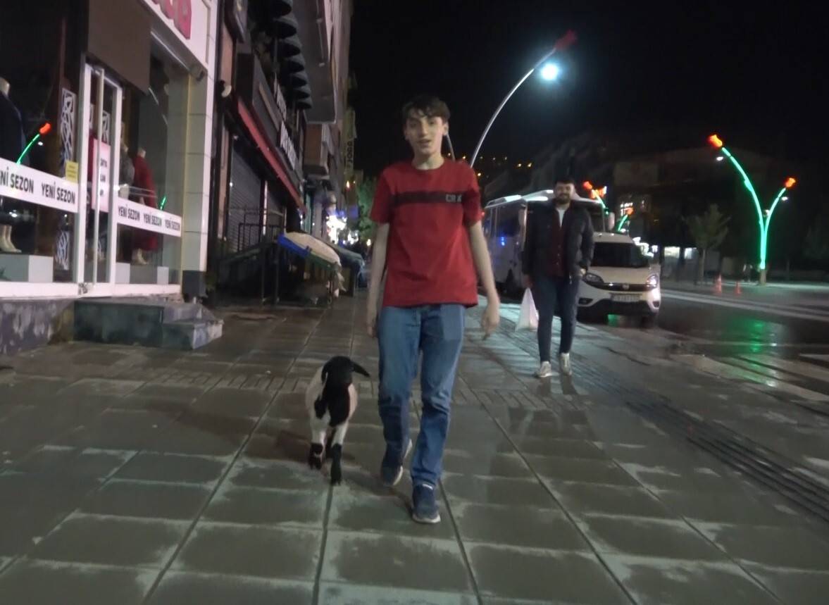 Bebek gibi bakılan kuzu sahibinin peşinde çarşı pazar geziyor