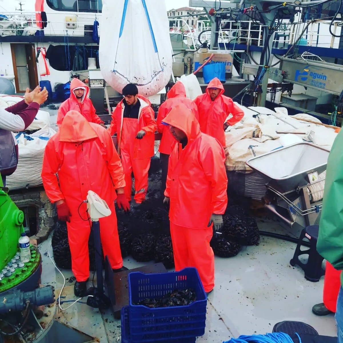 Kurdukları çiftlikle Türkiye’ye midye sevk ediyorlar