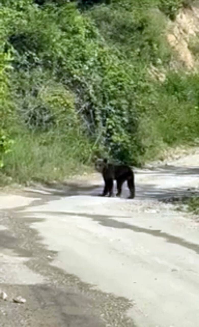 Yolda karşısına çıkan yavru ayıyı cep telefonuyla görüntüledi