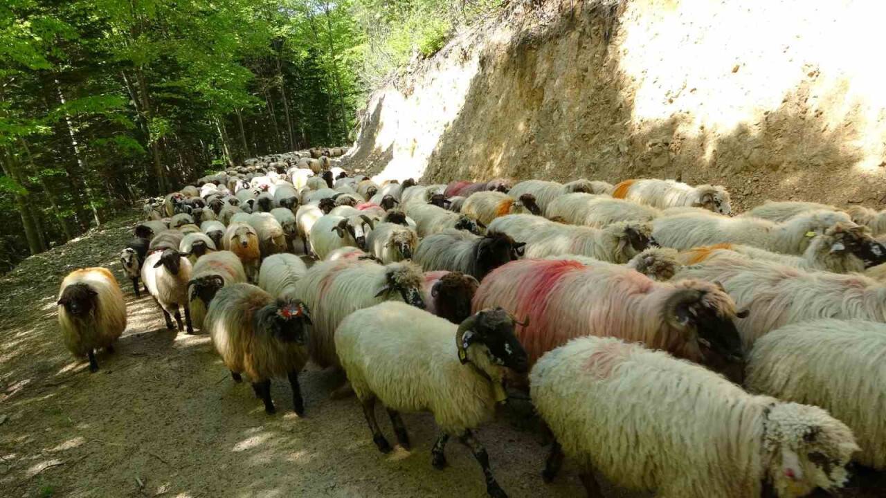 Sürülerin yaylalara zorlu göç yolculuğu başladı