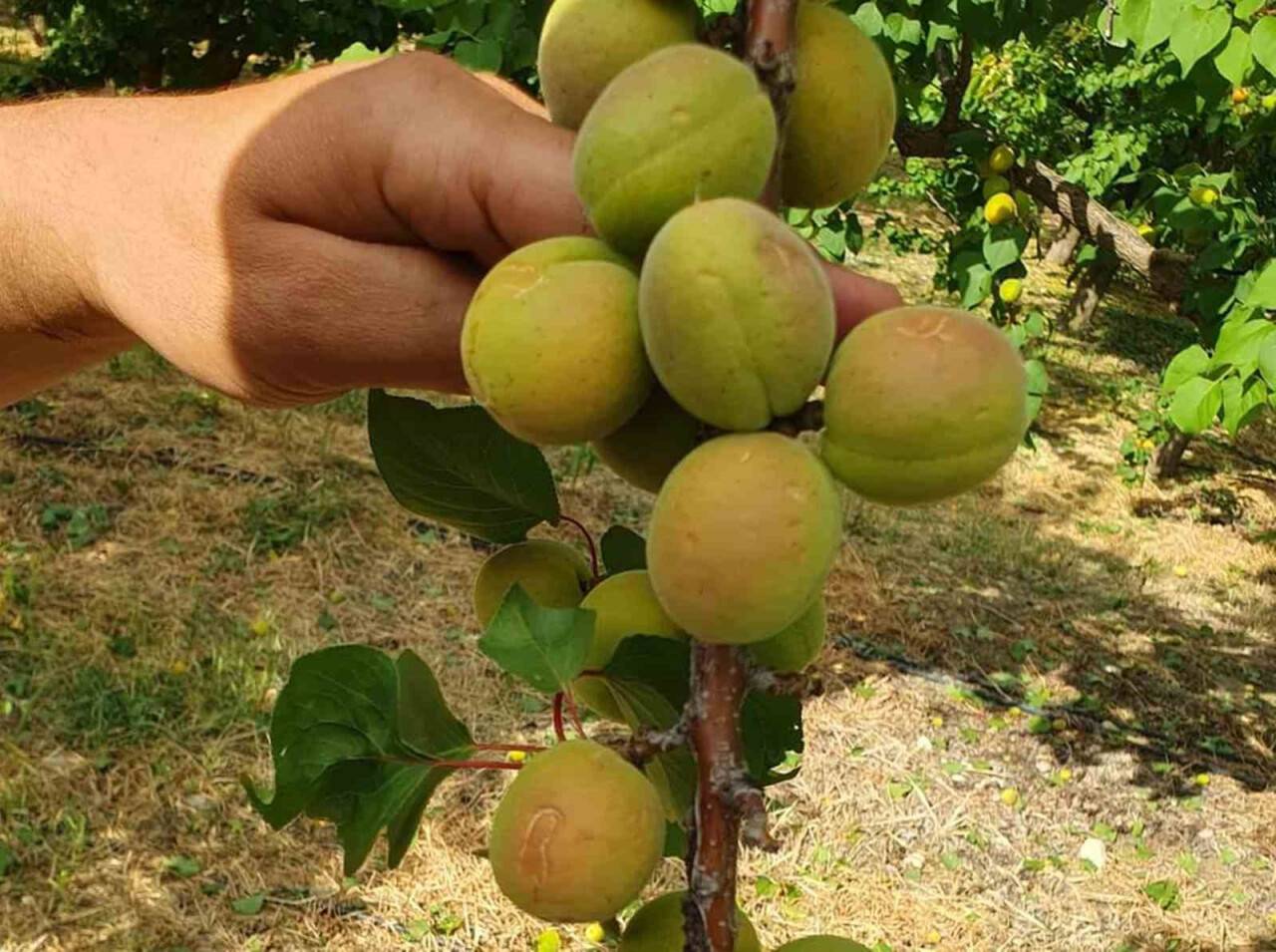 Mersinde dolunun zarar verdiği bahçelerde hasar tespit çalışması başlatıldı