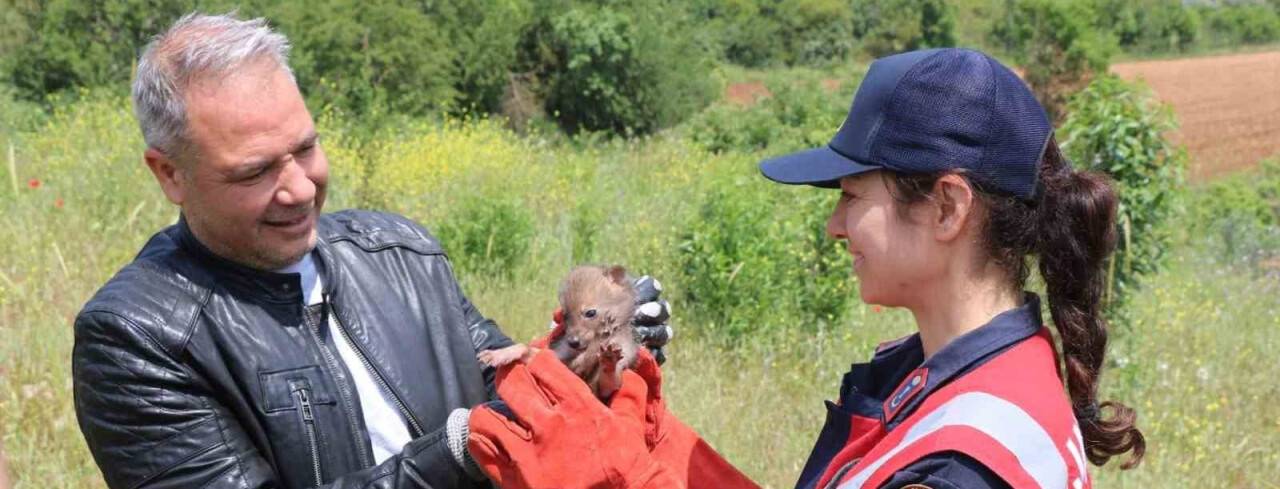 Arazide Çakal yavrusu buldu, jandarmaya teslim etti