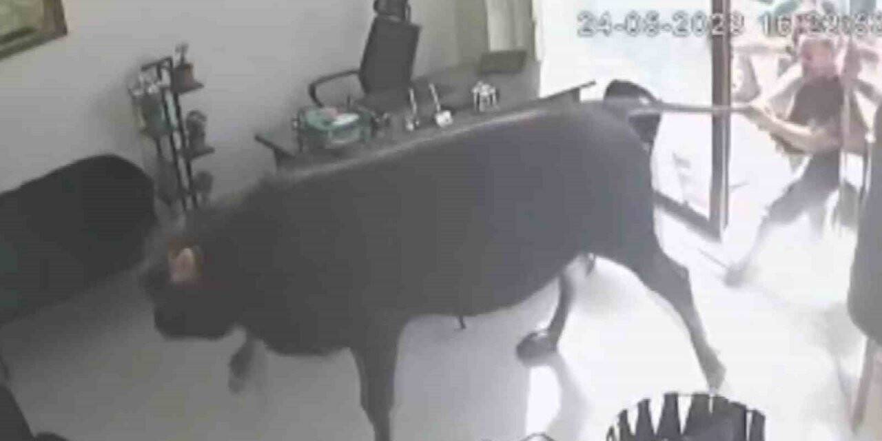 Mezbahadan kaçan dana soluğu emlakçıda aldı!