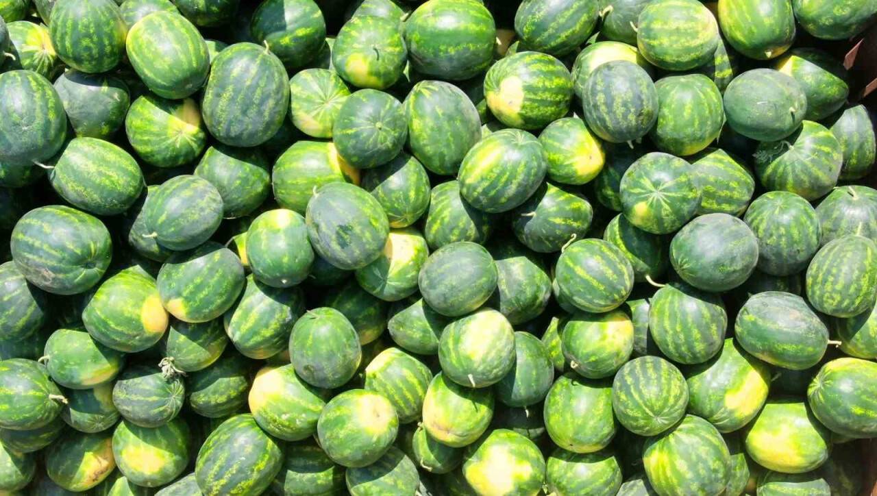 Tescilli Adana karpuzu dünya sofralarını da süslüyor