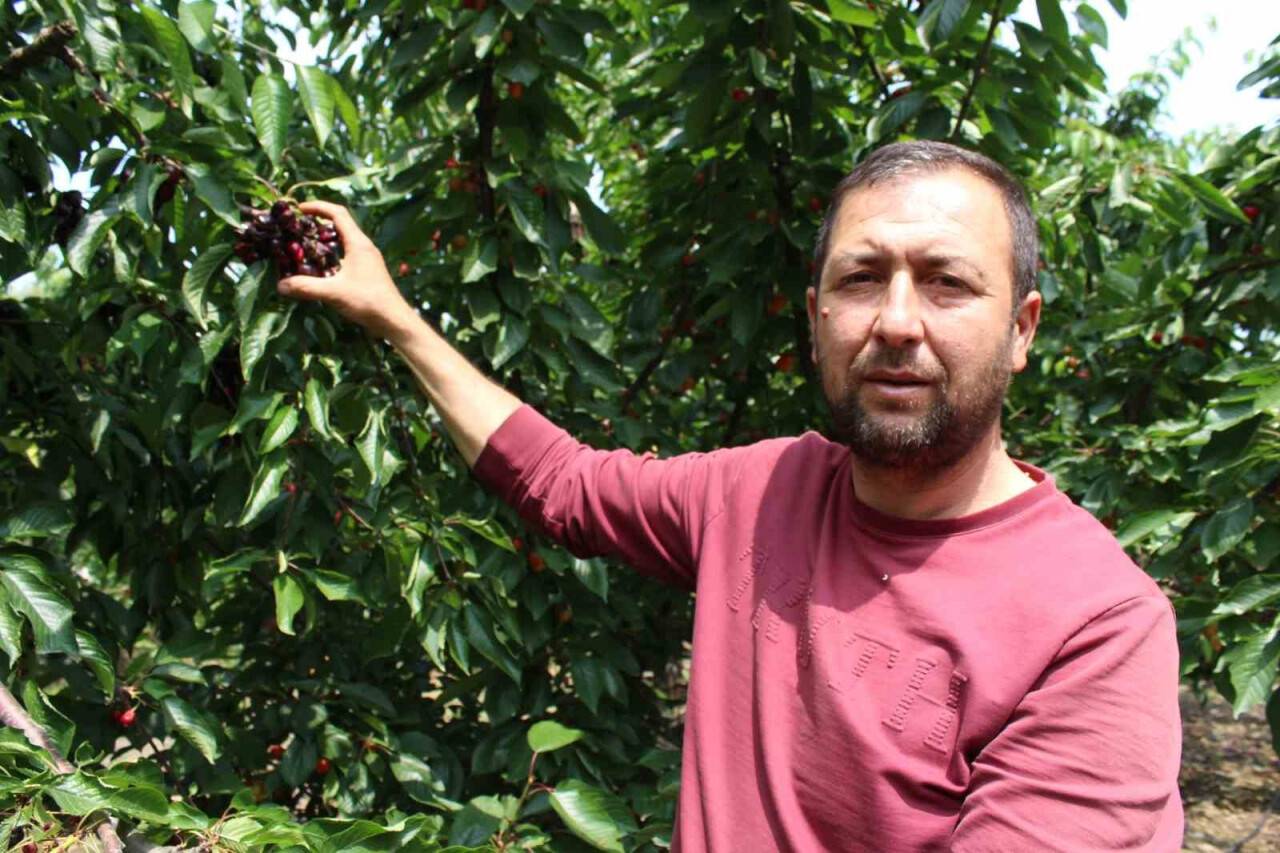 Erkenci kirazları yağmur vurdu