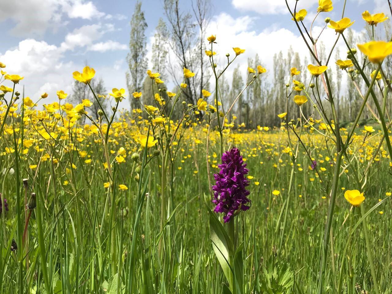 Baharın gelmesiyle birlikte tarlalarda açan kanolalar görsel şölen oluşturdu