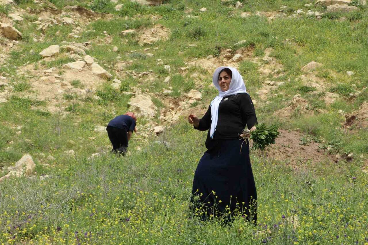 Kırsalda toplanan yılanyastığı bitkisi ihraç ediliyor