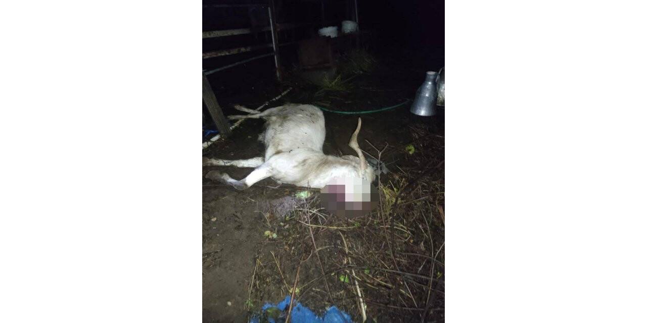 İlçeye inen kurt, küçükbaş hayvanları telef etti