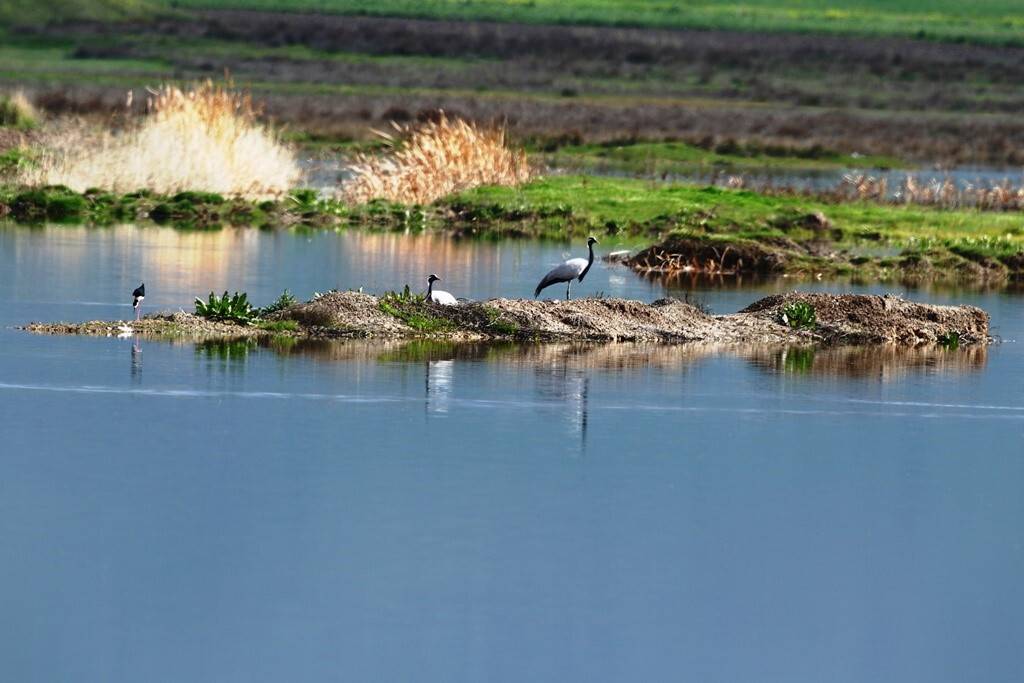 Milli Parklar, telli turna ailesinin fotoğrafını paylaştı