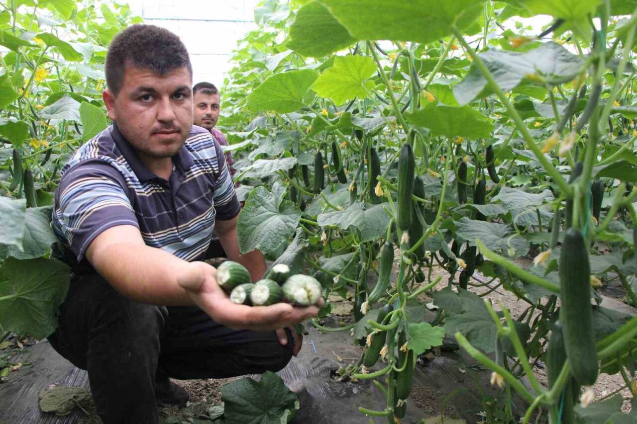 “Çakal kardeş yakamızı bırak”