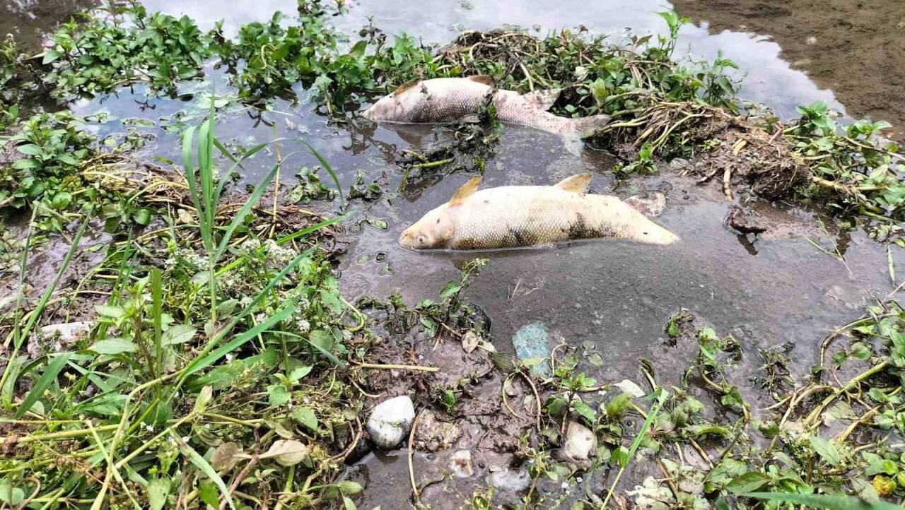 Sabun Çayı’nda balık ölümleri endişe veriyor