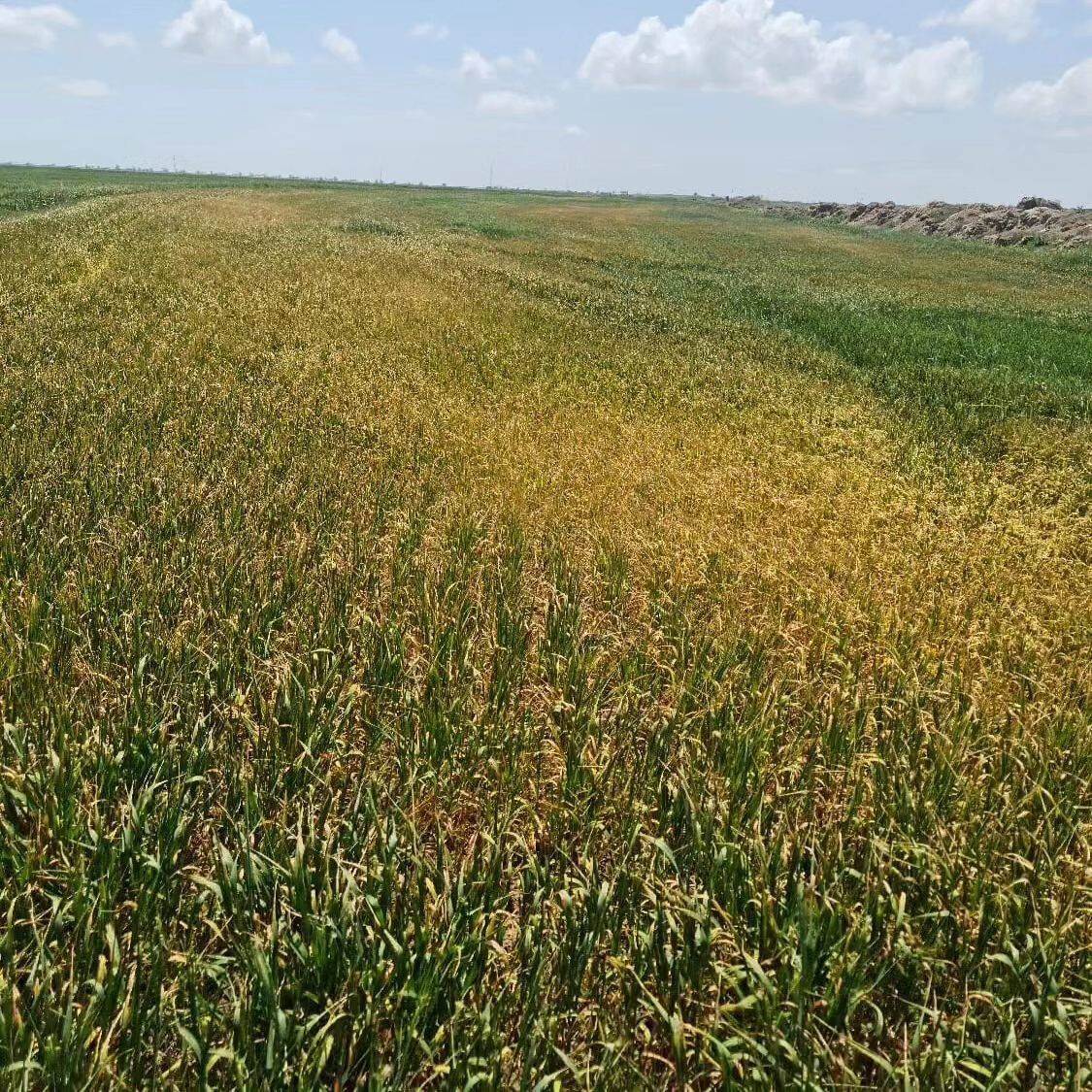 Kulu’da bitki gelişimi önceki yıllara göre geri kaldı