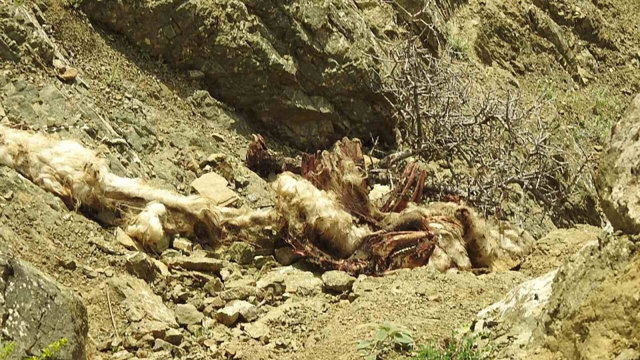 Kurt sürüsü 17 koyunu telef etti