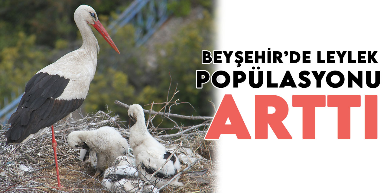 Yağışlarla besin çeşitliliği artan leyleklerin popülasyonu Beyşehir'de yükseldi
