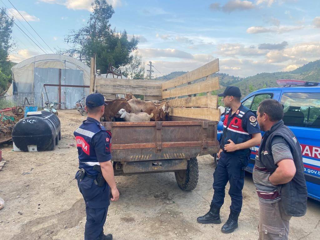 Ormanda kaybolan 11 küçükbaş hayvanı jandarma buldu