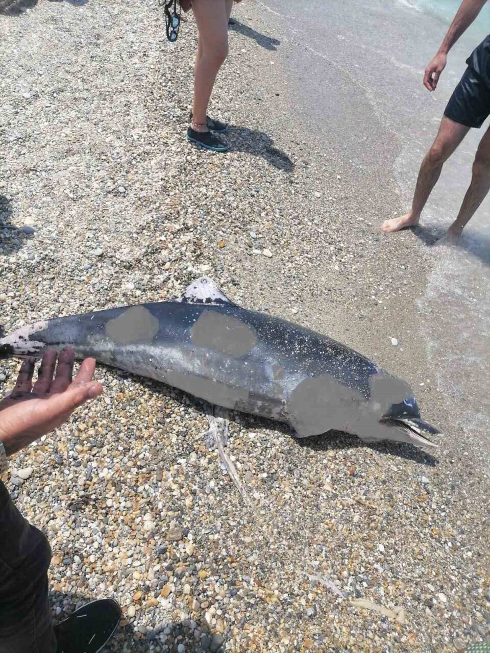 Kuşadası’nda son 1 haftada 6 yunus öldü