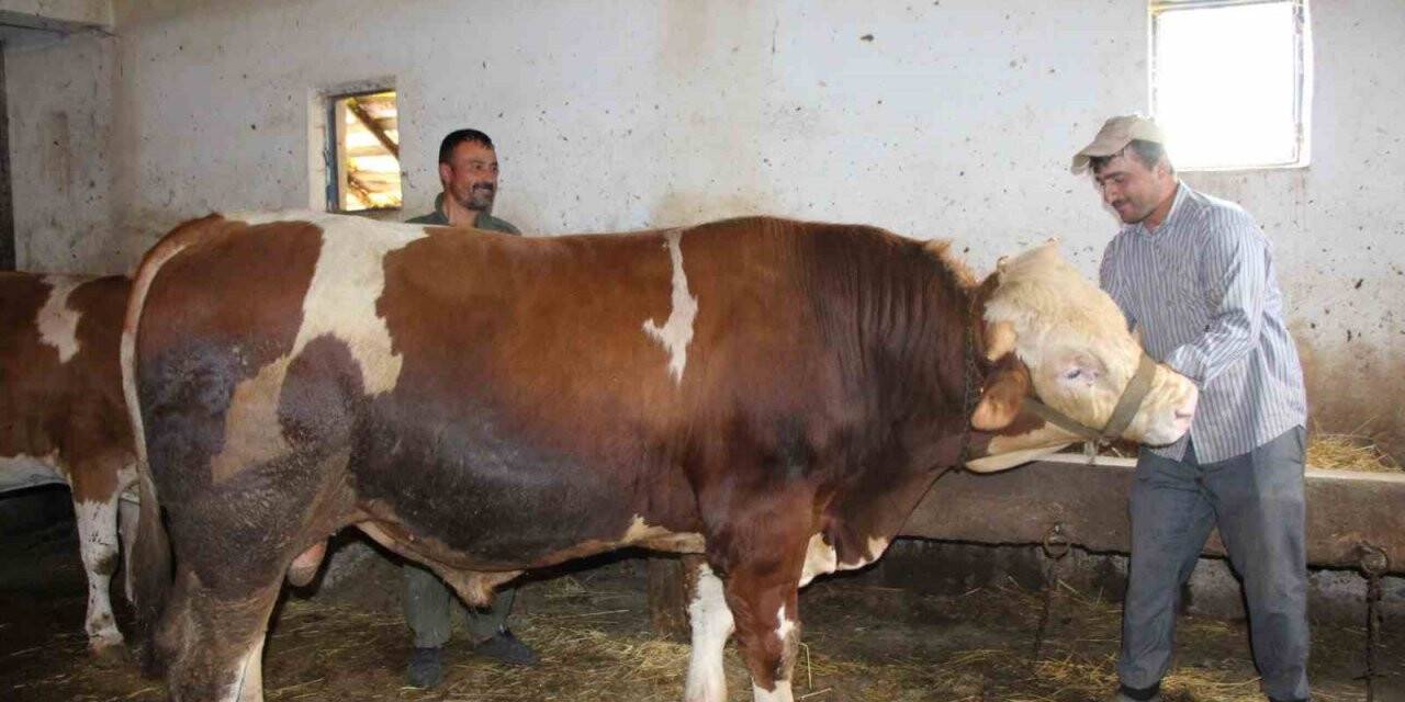 1 tonluk “Paşa” 125 bin liradan satışa çıktı