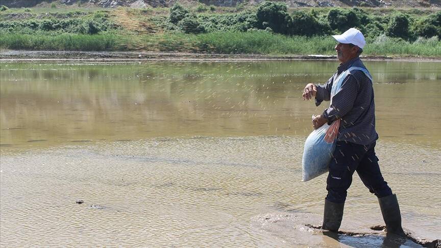 Manyas ve Gönen ovalarında çeltik ekimi gecikmeli başladı