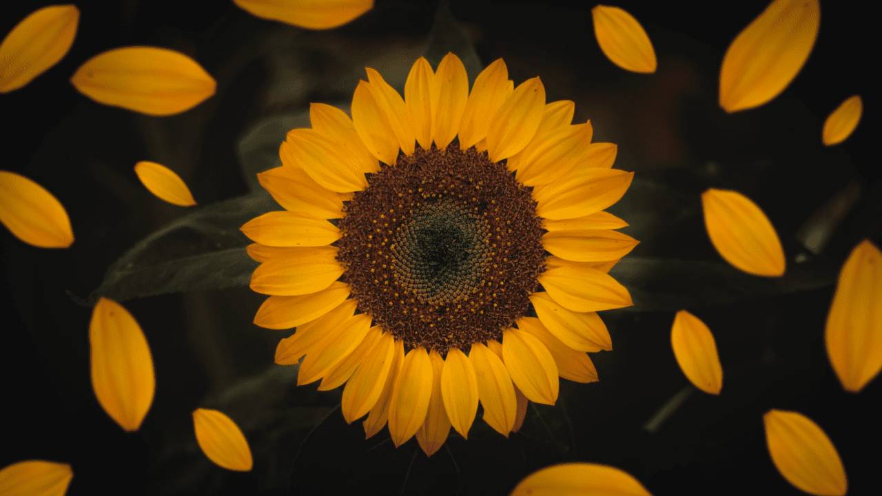 FOSFA Tahkimi: Yağlar, Tohumlar ve Katı Yağlar Ticaretinde Uyuşmazlıkların Çözümüne Yönelik Kapsamlı Bir Kılavuz