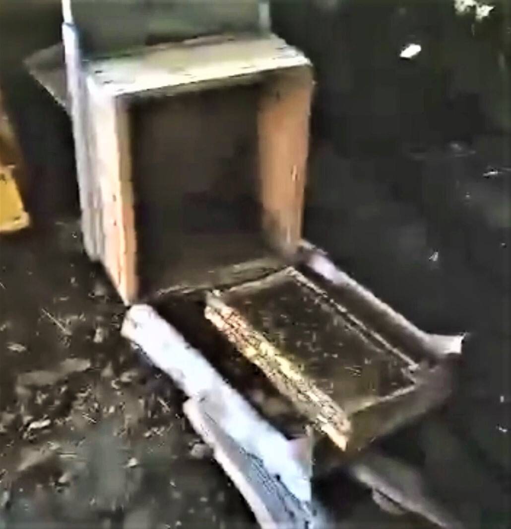 Aç kalan ayı arı kovanlarını parçaladı