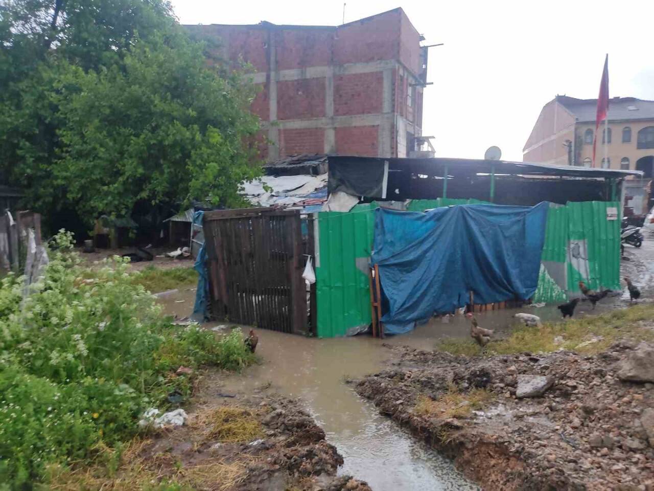 Sel suları 200 küçük baş hayvanın bulunduğu çiftliği bastı.