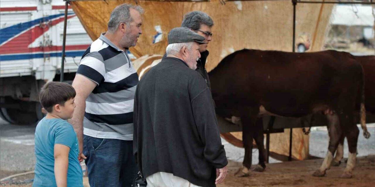Kurbanlıklar görücüye çıktı, sıkı pazarlıklar başladı