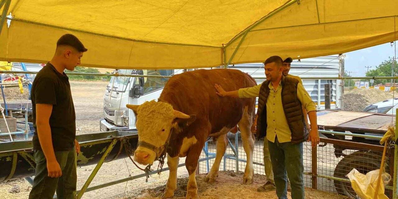 1.075 kiloluk dev dana sahibini buldu