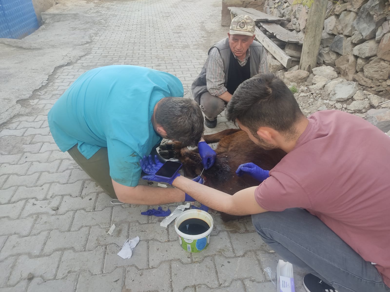 Seydişehir'de aç kurtlar büyükbaş hayvanlara saldırdı