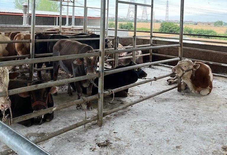 27 kaçak hayvan ele geçirildi