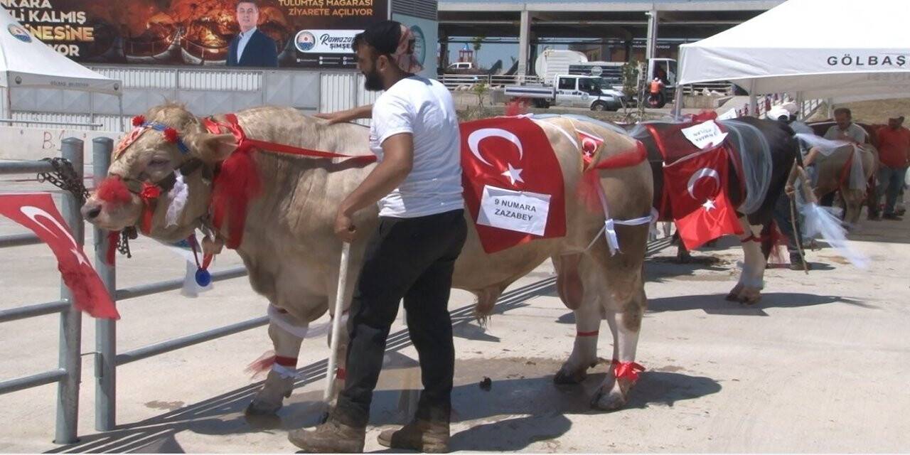 En güzel kurban seçildi