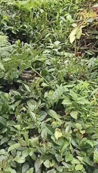 Çay üreticinin kabusu Hopa engereği bahçelerde sık olarak görülmeye başladı