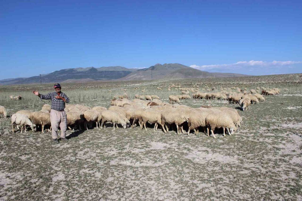 Karapınar’da son yağışlar hayvancılara umut oldu