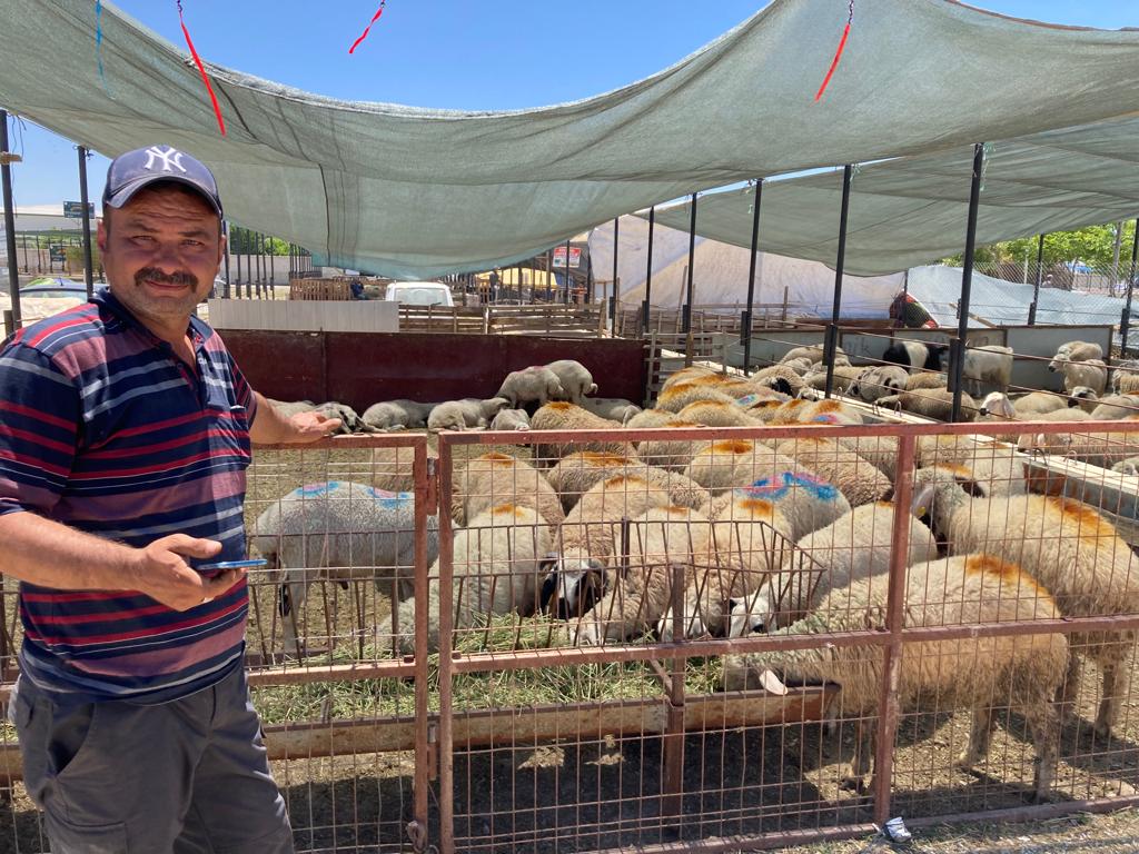 Konya'daki hayvan pazarlarında Kurban Bayramı hareketliliği başladı