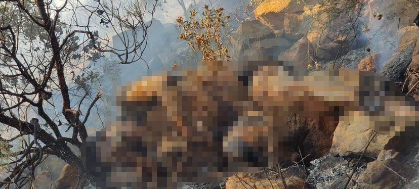 Orman yangınında bulunan ceset Belçika vatandaşı çıktı