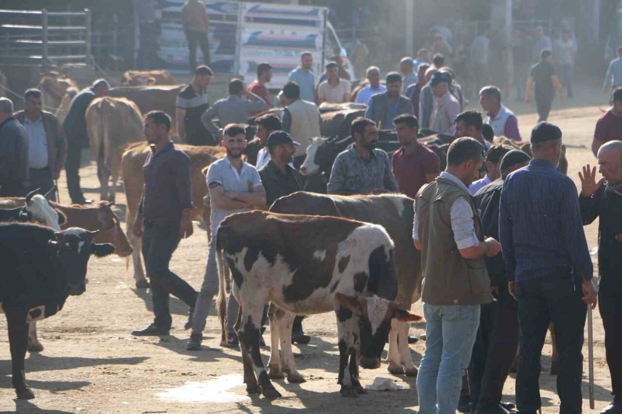 Elde kalan kurbanlıklar için besicilerin mesaisi devam ediyor