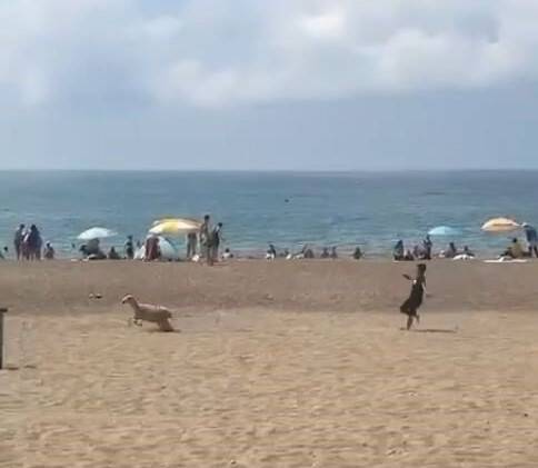 Sahibinden kaçan kurbanlık kuzu plajı birbirine kattı